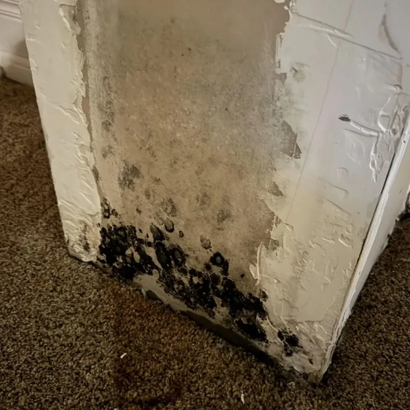 Professional Mold Removal in Oceana, WV